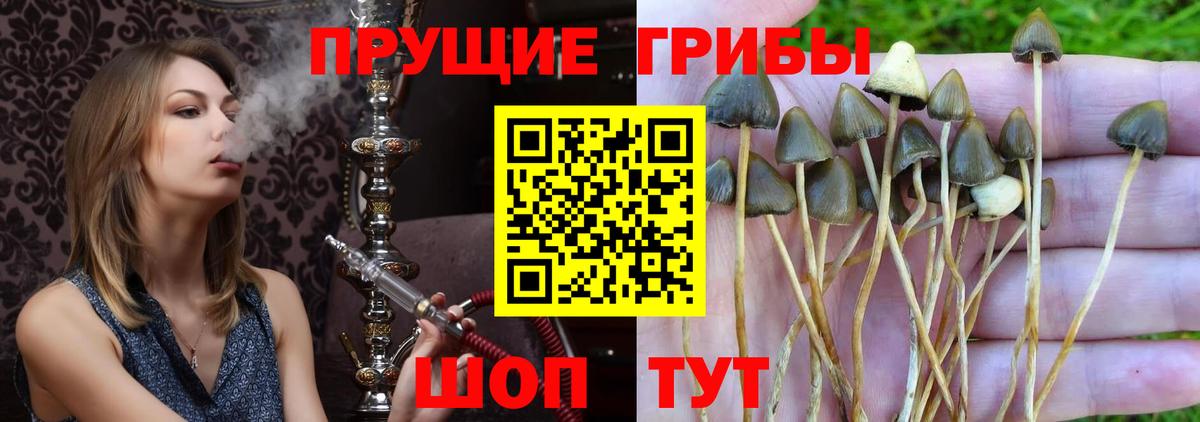 Галлюциногенные грибы Magic Shrooms  Вход с VPN  Белгород  Псилоцибиновые грибы GOLDEN TEACHER 